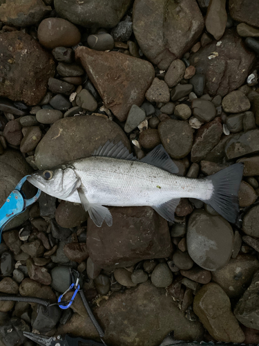 セイゴ（ヒラスズキ）の釣果