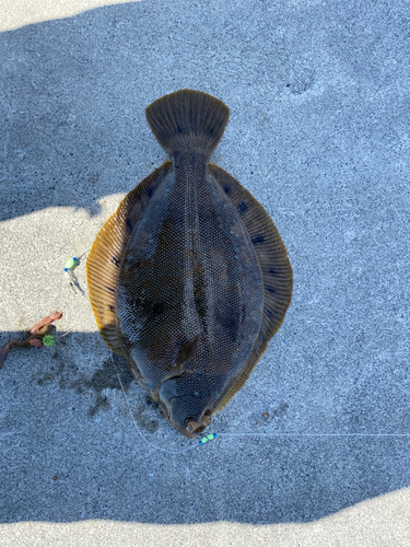 カレイの釣果