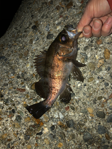 メバルの釣果