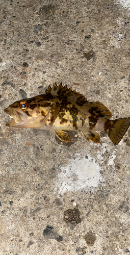 タケノコメバルの釣果