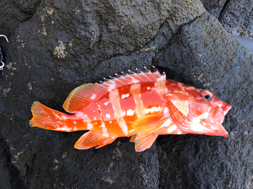 アカハタの釣果