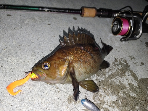 エゾメバルの釣果