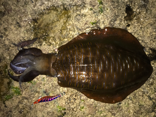 アオリイカの釣果