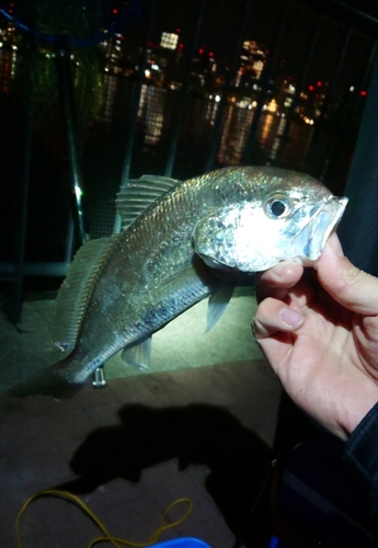 イシモチの釣果