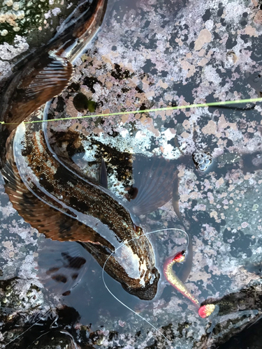 アイナメの釣果