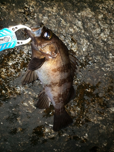 シロメバルの釣果