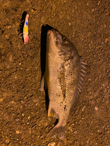 キチヌの釣果