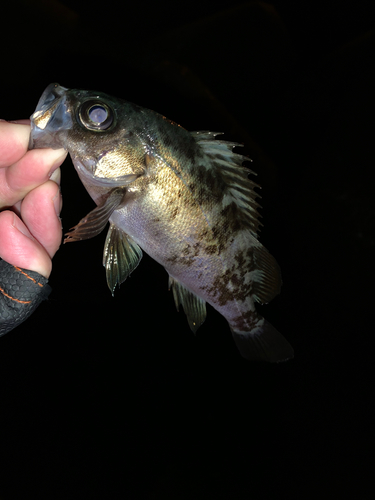 シロメバルの釣果