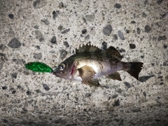 メバルの釣果