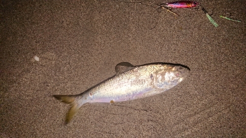 コノシロの釣果