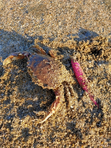 カニの釣果