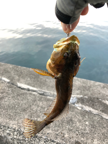 アナハゼの釣果