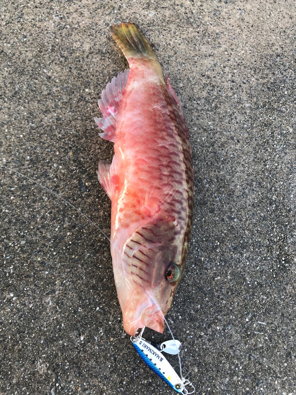 ホホスジモチノウオ