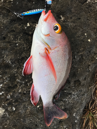 ヒメフエダイの釣果