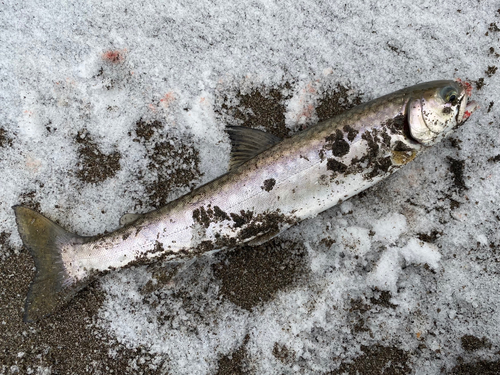 アメマスの釣果