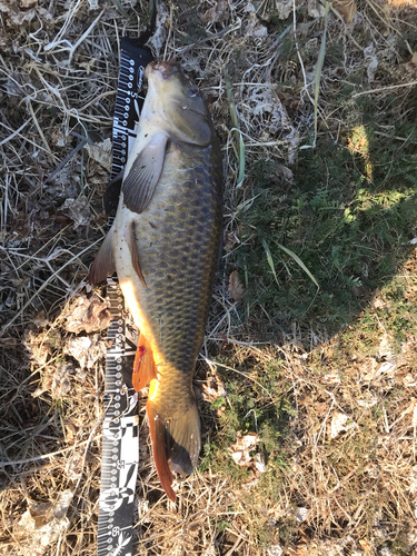 コイの釣果