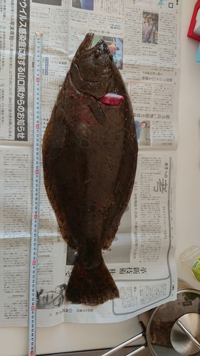 ヒラメの釣果