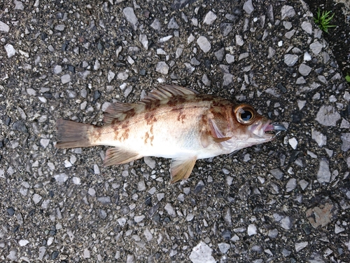 メバルの釣果