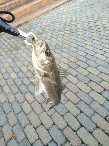 ハネ（マルスズキ）の釣果