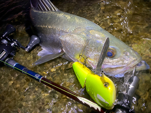 シーバスの釣果