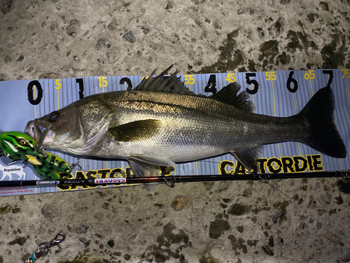 シーバスの釣果