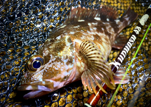 ガシラの釣果