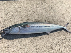 サゴシの釣果