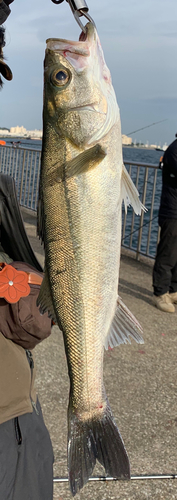 スズキの釣果