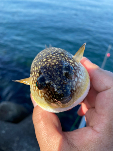 クサフグの釣果