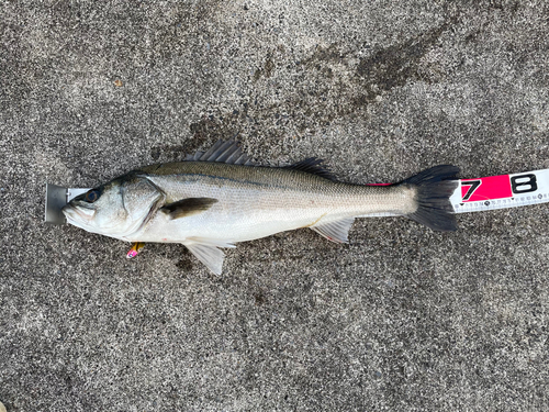 シーバスの釣果