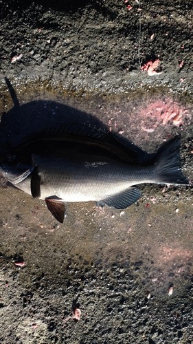 メジナの釣果