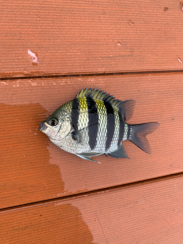 オヤビッチャの釣果