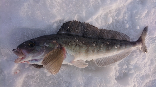 ホッケの釣果