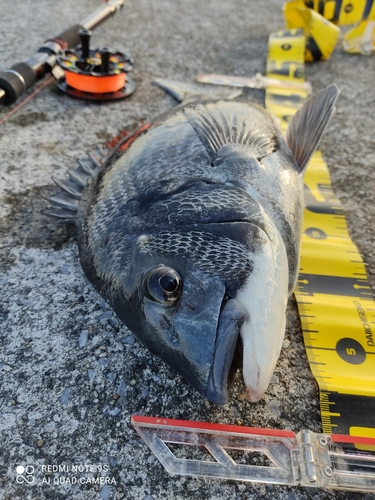 クロダイの釣果