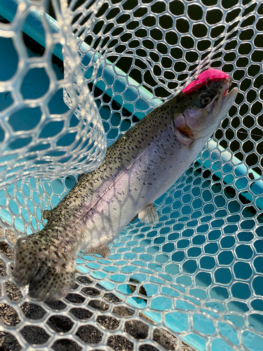 ニジマスの釣果