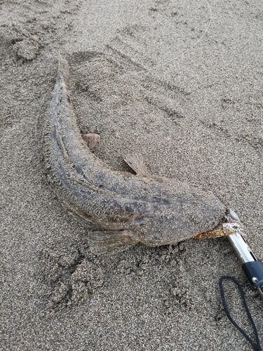 マゴチの釣果