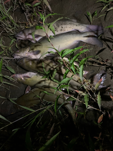 アメリカナマズの釣果