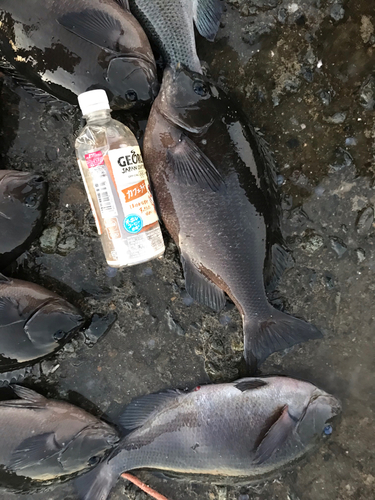 クチブトグレの釣果