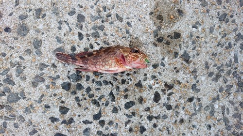 アラカブの釣果