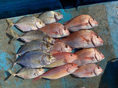 マダイの釣果