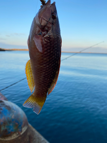 アカササノハベラの釣果