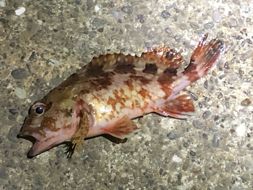 カサゴの釣果