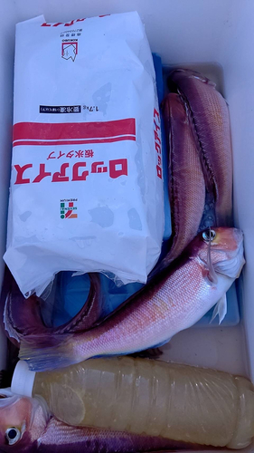 アマダイの釣果