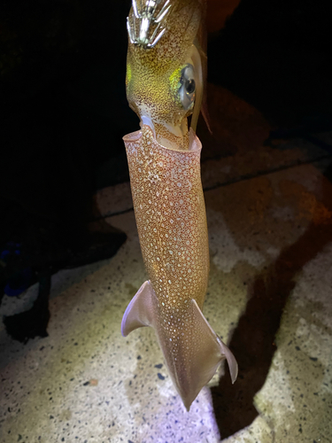 ヤリイカの釣果