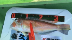 アマダイの釣果