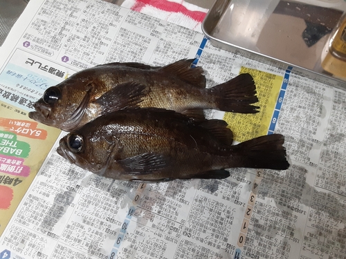 メバルの釣果