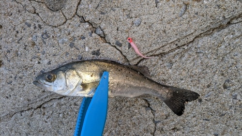 セイゴ（マルスズキ）の釣果