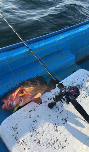 キジハタの釣果