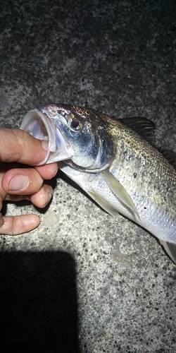 イシモチの釣果