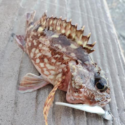 カサゴの釣果